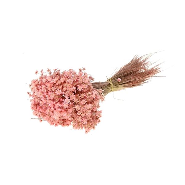 Bunch of Beautiful Pink Marcela Dried Flowers - Fernery Designs