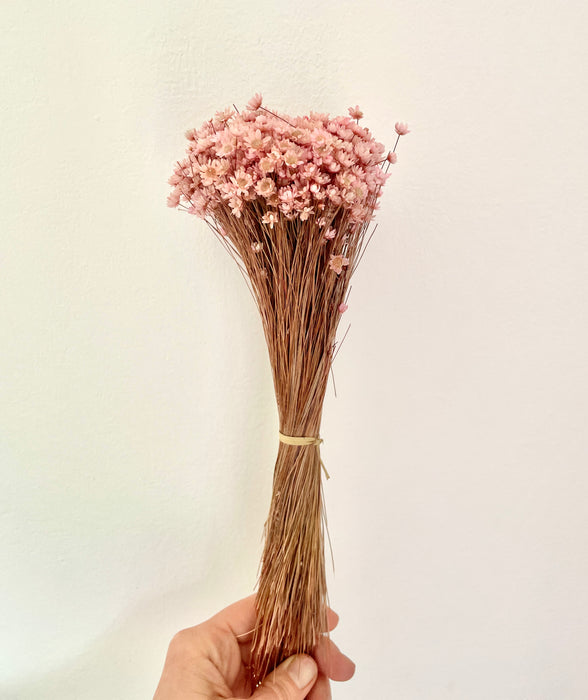 Bunch of Beautiful Pink Marcela Dried Flowers - Fernery Designs