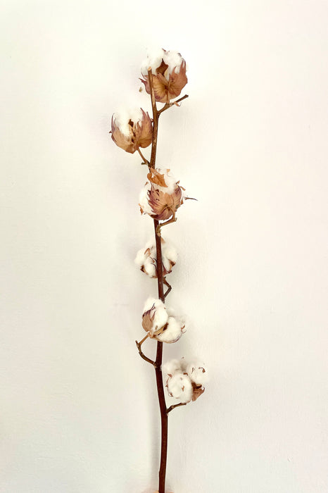 Single Natural Dried Cotton Stem with c. 5 Cotton Buds - Fernery Designs