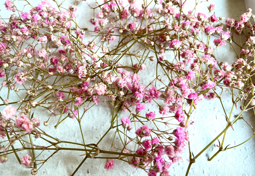 Beautiful Tiny Preserved Pink Gypsophila Flower Heads - Fernery Designs