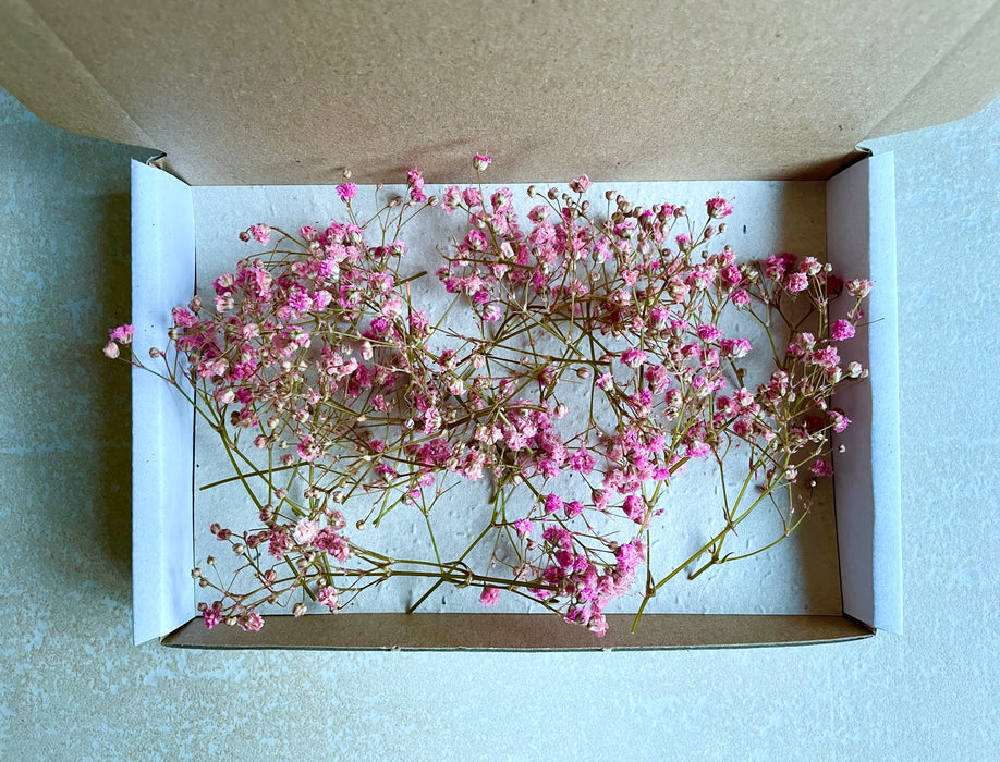 Beautiful Tiny Preserved Pink Gypsophila Flower Heads - Fernery Designs