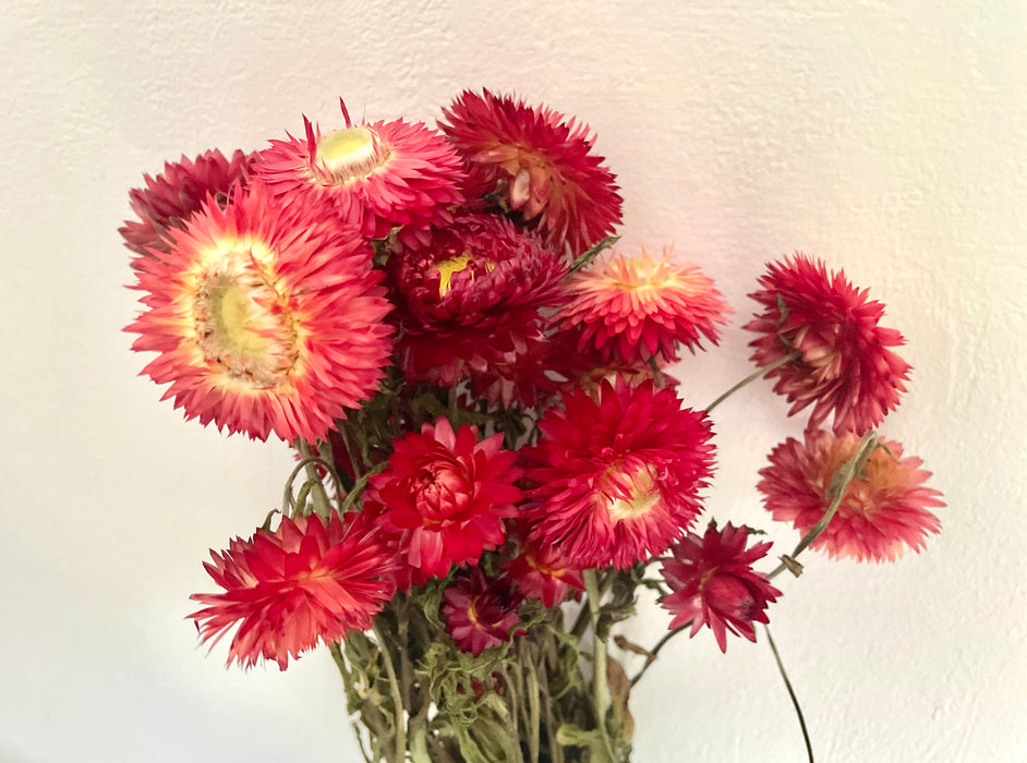 Bunch of Beautiful Dried Ruby Red Helichrysum Flowers