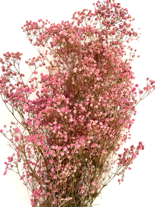 Bunch of Beautiful Preserved Pink Gypsophila Flowers