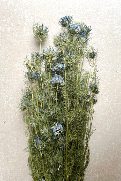 Bunch of Beautiful Dried Nigella Natural Blue Flowers