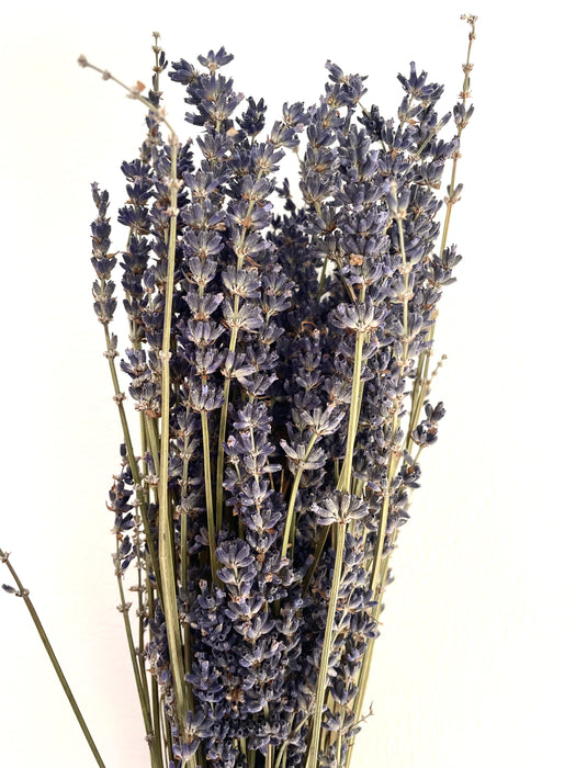 Bunch of Dried Lavender - Extra Natural Blue