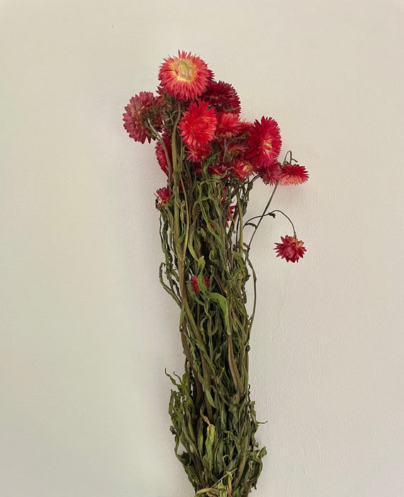 Bunch of Beautiful Dried Ruby Red Helichrysum Flowers