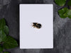 Pin Brooch / Single Stud Earring Display Cards 10cm x 7.5cm / c. 4” x 3” inches, 350gsm, White / Recycled White - Fernery Designs